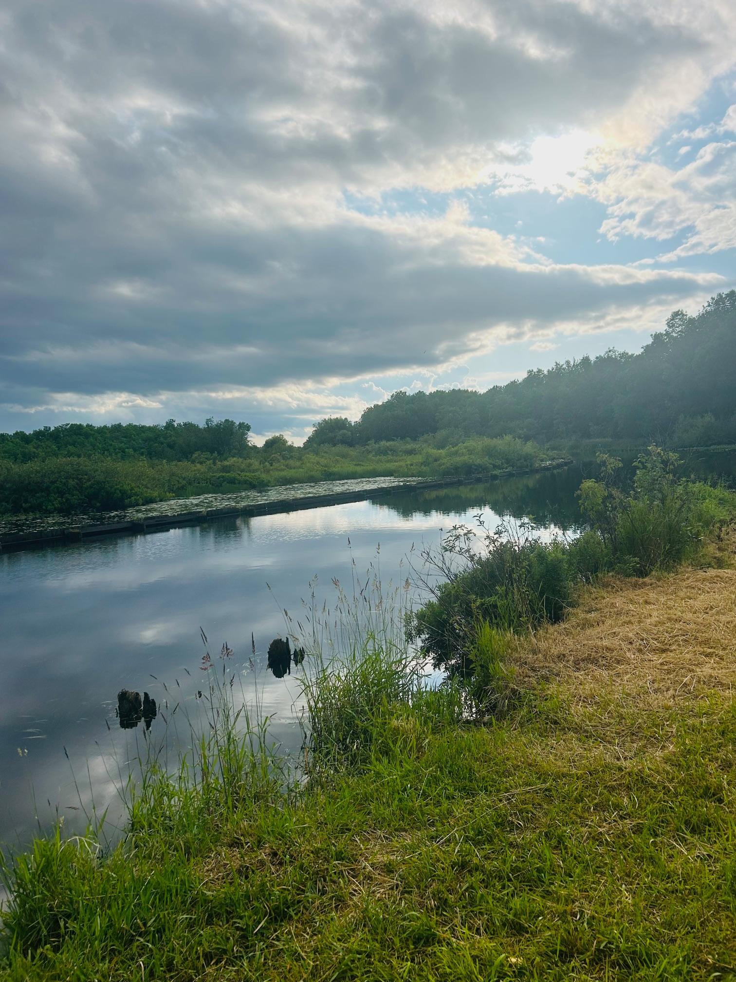 Undeveloped grassy shoreline beside calm water, with reeds and wooded banks.