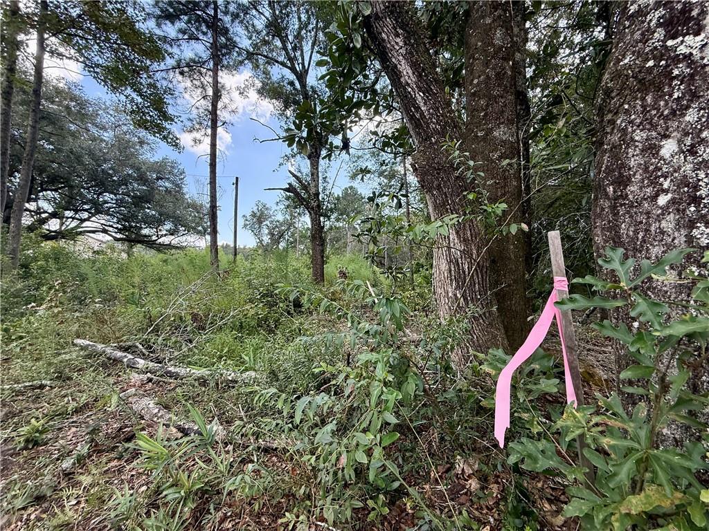 Wooded vacant lot with dense brush, mature trees, and pink survey ribbon on a stake.