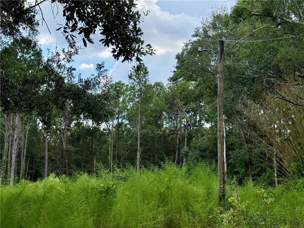 Wooded lot overgrown with tall grasses, with a utility pole and overhead wires.