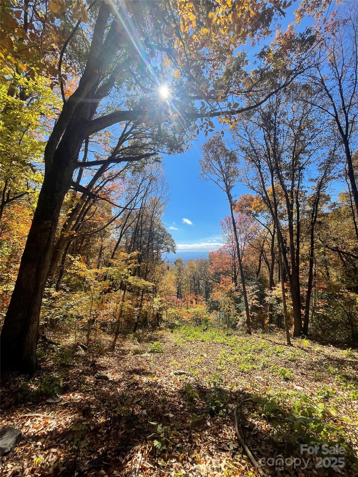 Autumn woodland clearing with sunlight through the trees and distant mountain views.