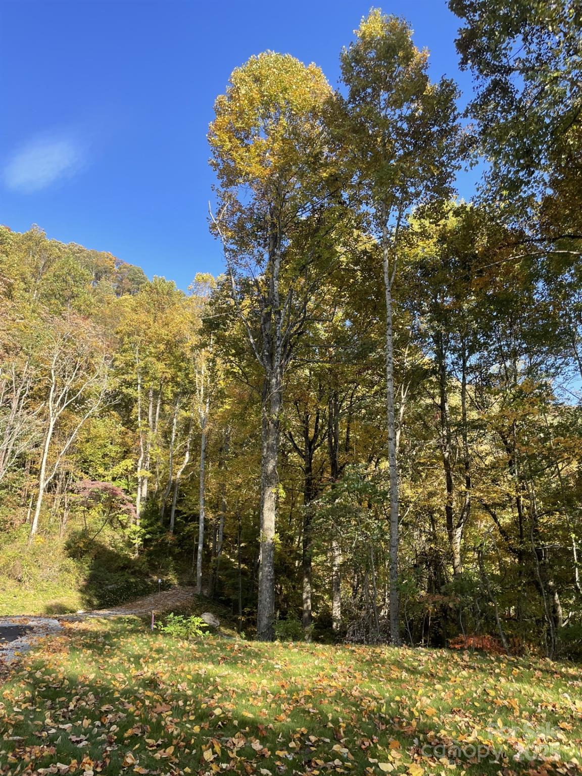 Wooded lot with tall autumn trees and leaf-covered grass beside a paved drive.