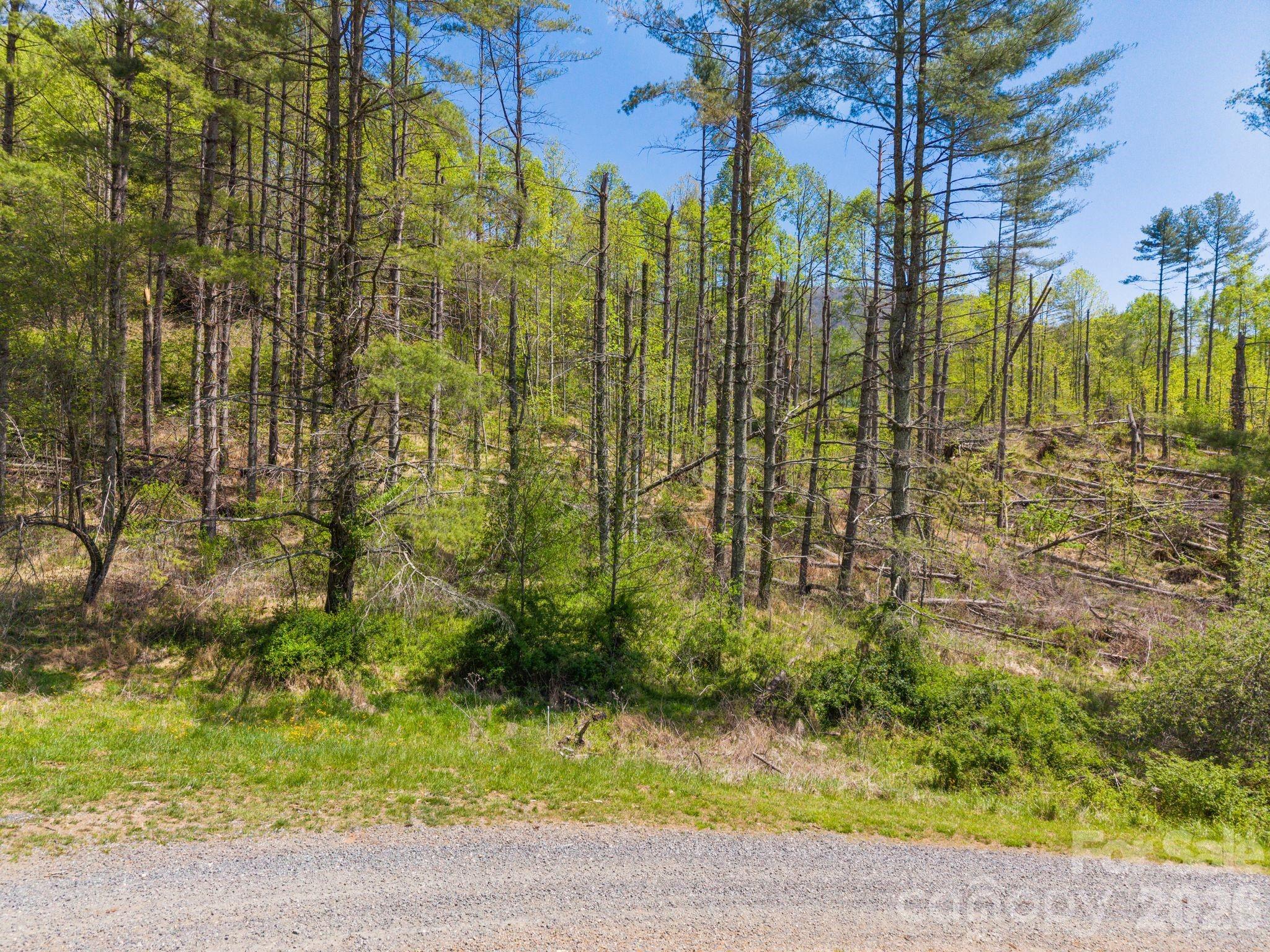 Wooded property lot beside a gravel road, with spring foliage, low brush, and fallen branches.