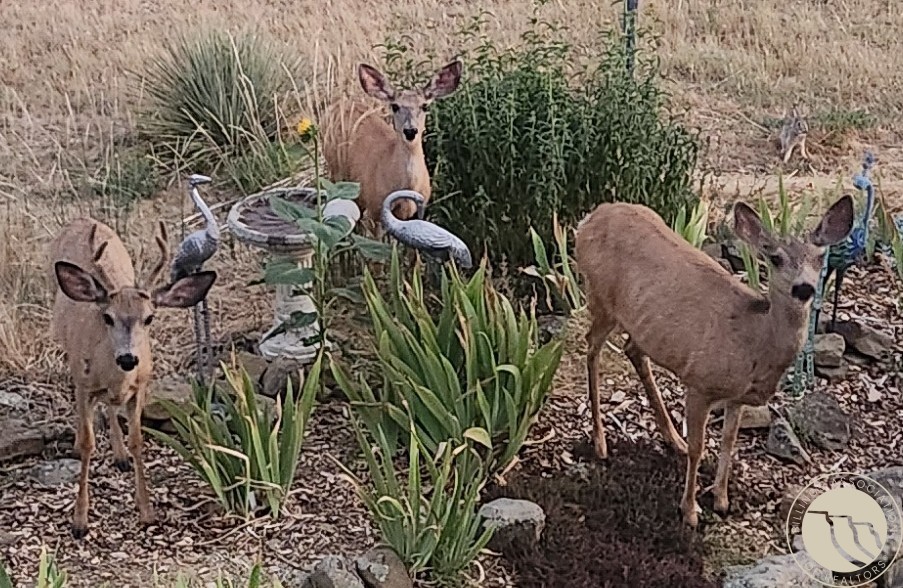 3103 Chief Looking Glass Road