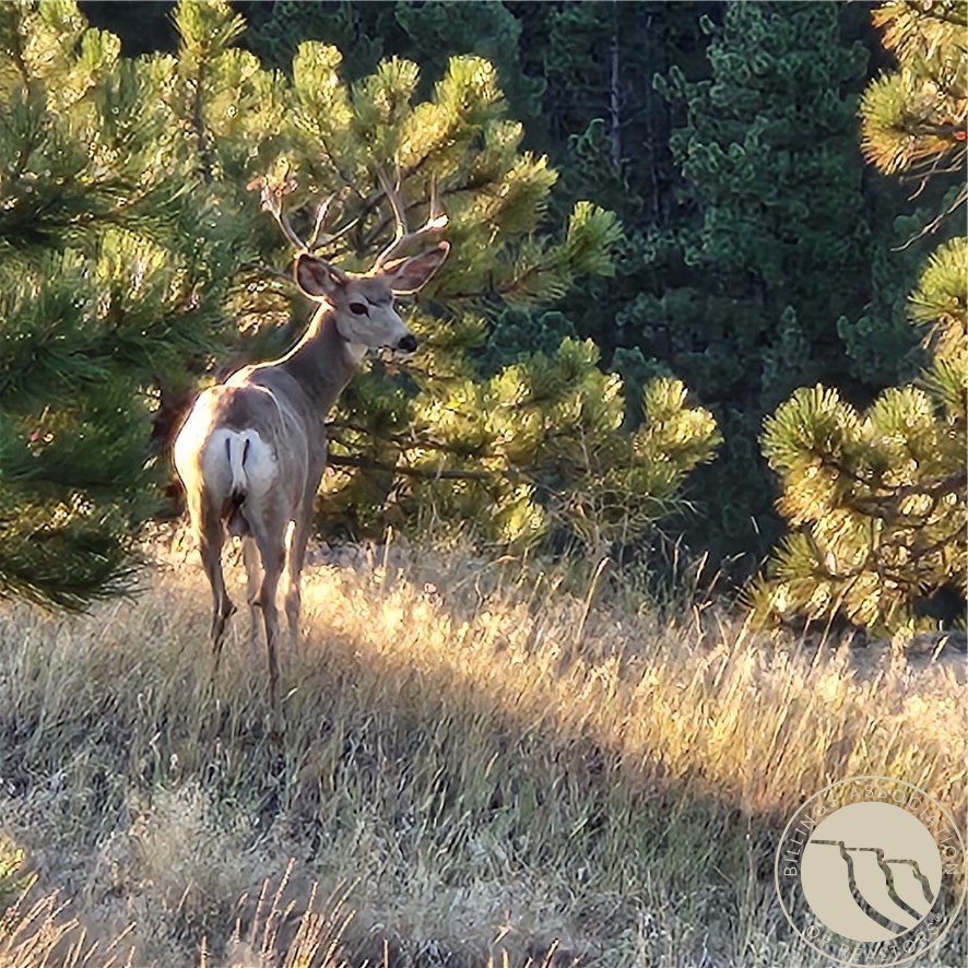 3103 Chief Looking Glass Road