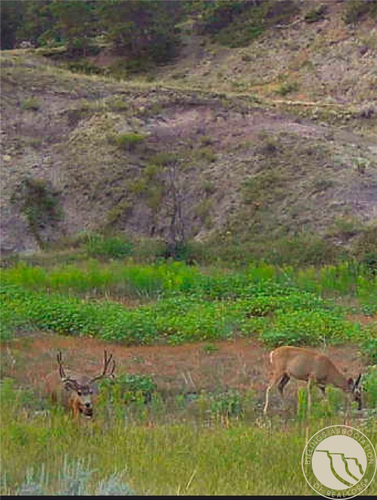 2168 Trophy Ridge