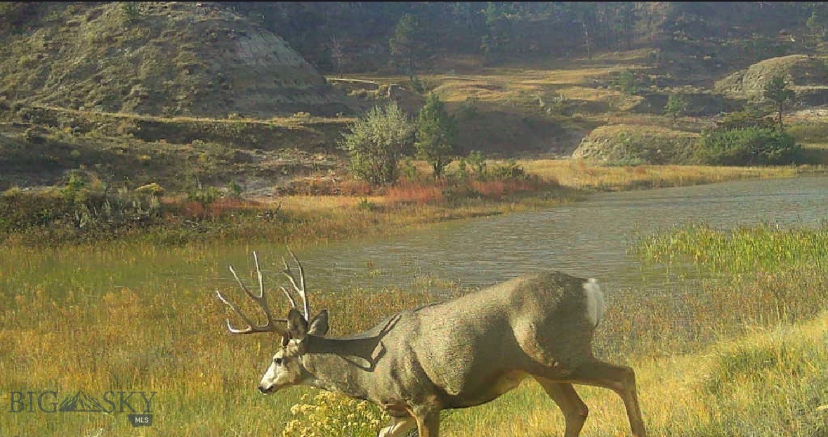 2168 Trophy Ridge