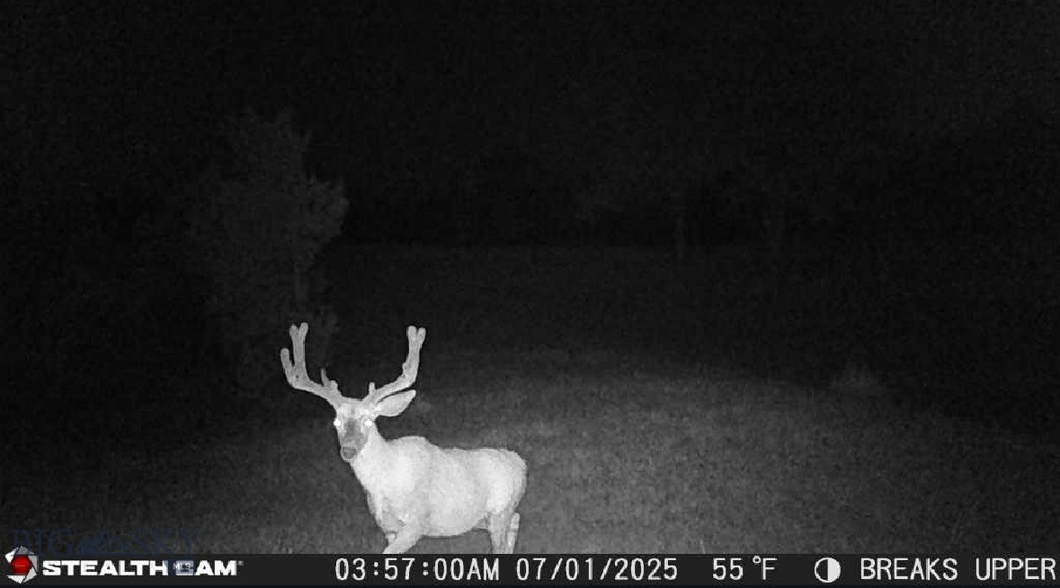 2168 Trophy Ridge