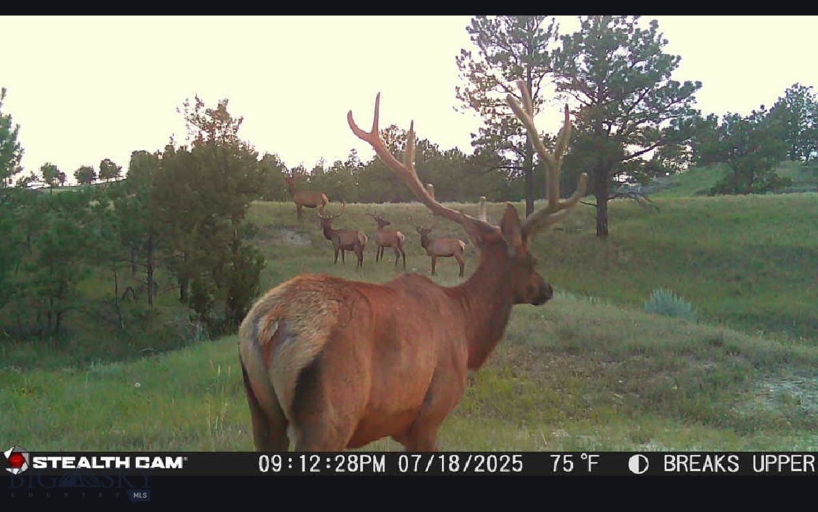 2168 Trophy Ridge