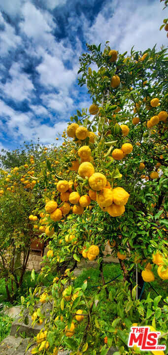 2444 Edgewater Terrace