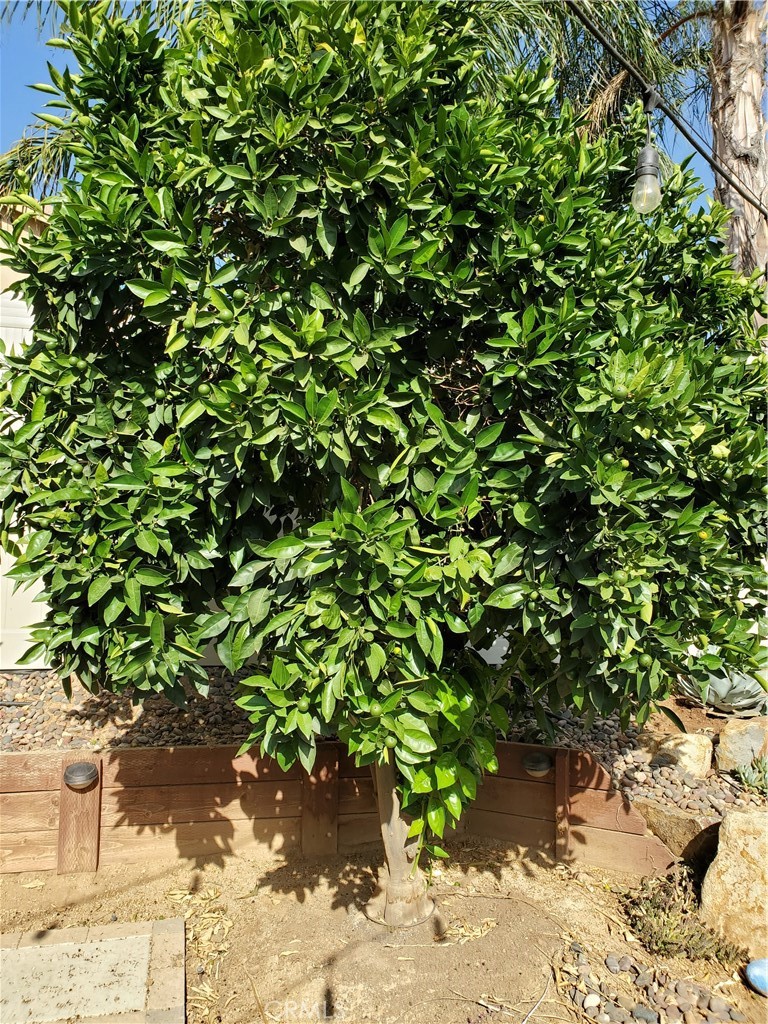 717 Windbound Avenue