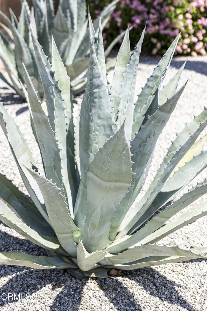 218 N Orchid Tree Lane