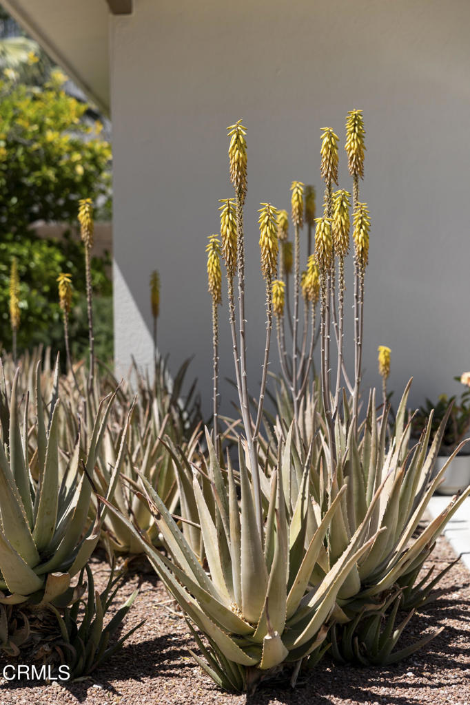 218 N Orchid Tree Lane