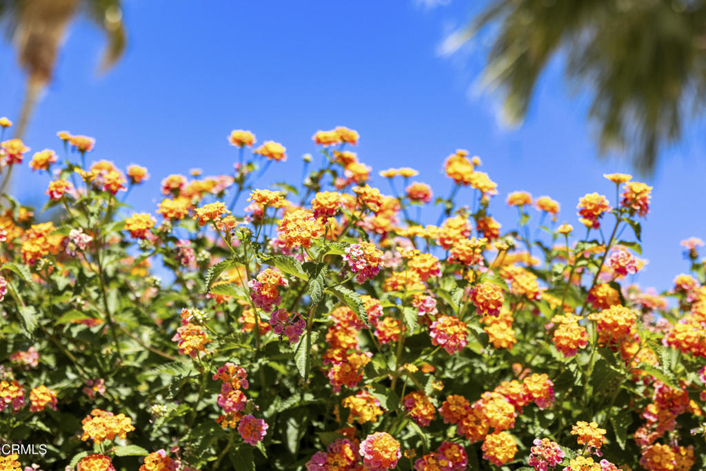 218 N Orchid Tree Lane