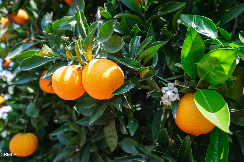 404 E Las Flores Drive