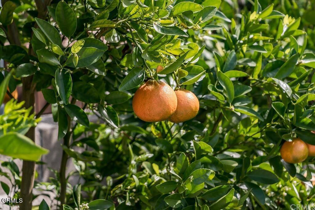 1265 Sunny Oaks Circle