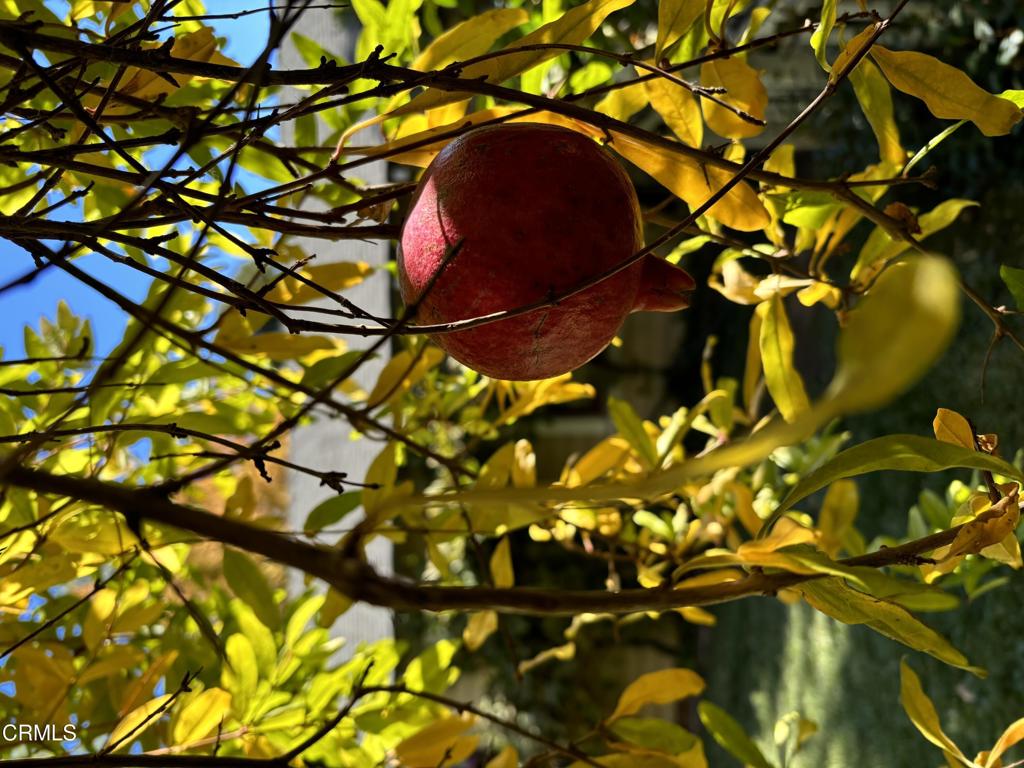 1116 Foothill Street