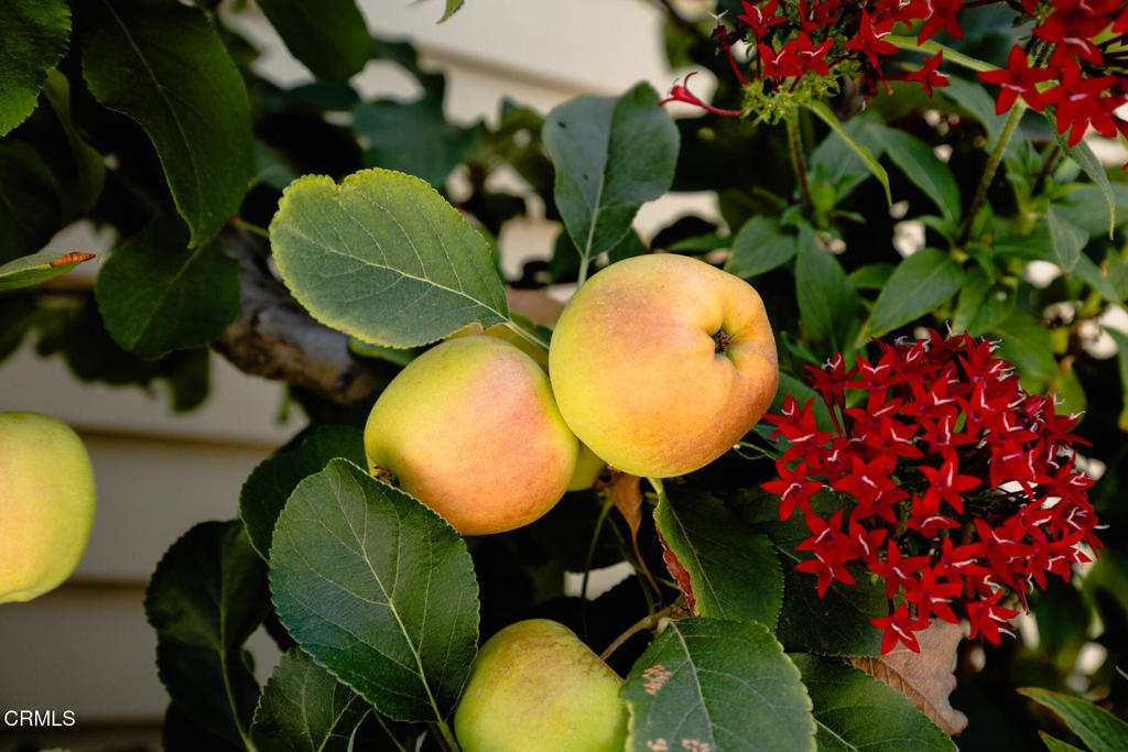 1116 Foothill Street