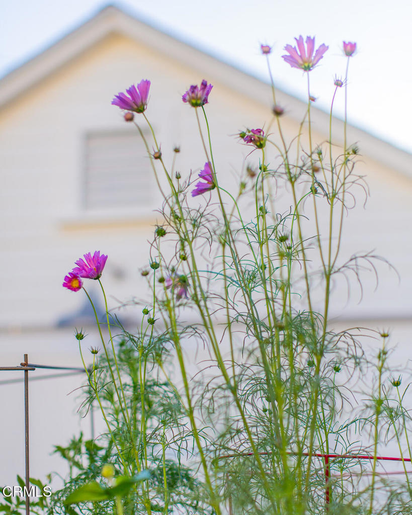 1123 Montrose Avenue