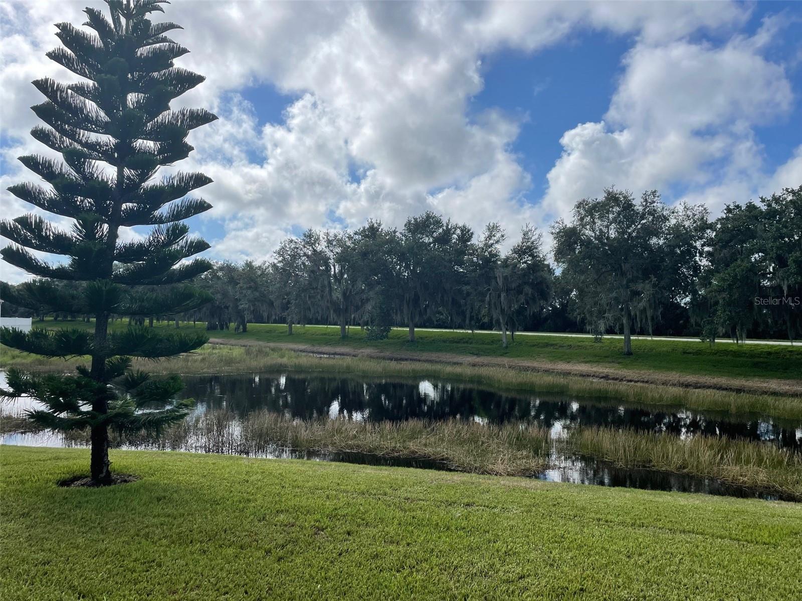 Landscaped pond with reeds and a tall evergreen tree in the foreground.