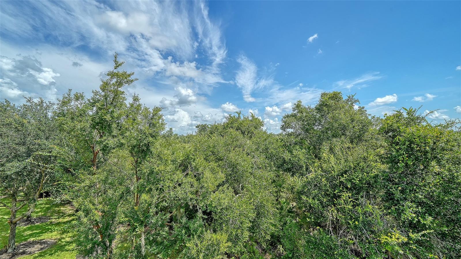 7339 BLACK WALNUT WAY