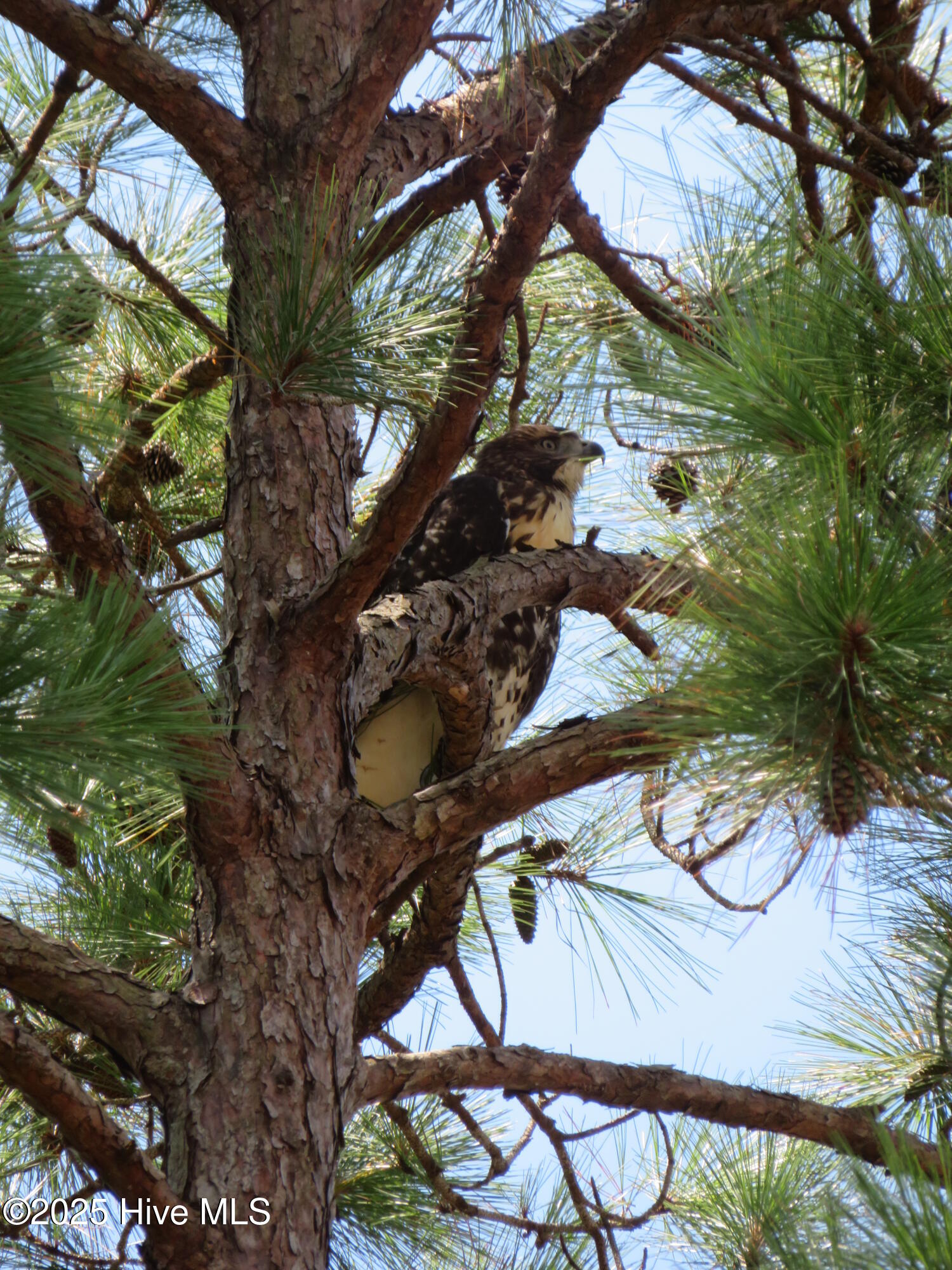 4986 N Hampton Drive SE