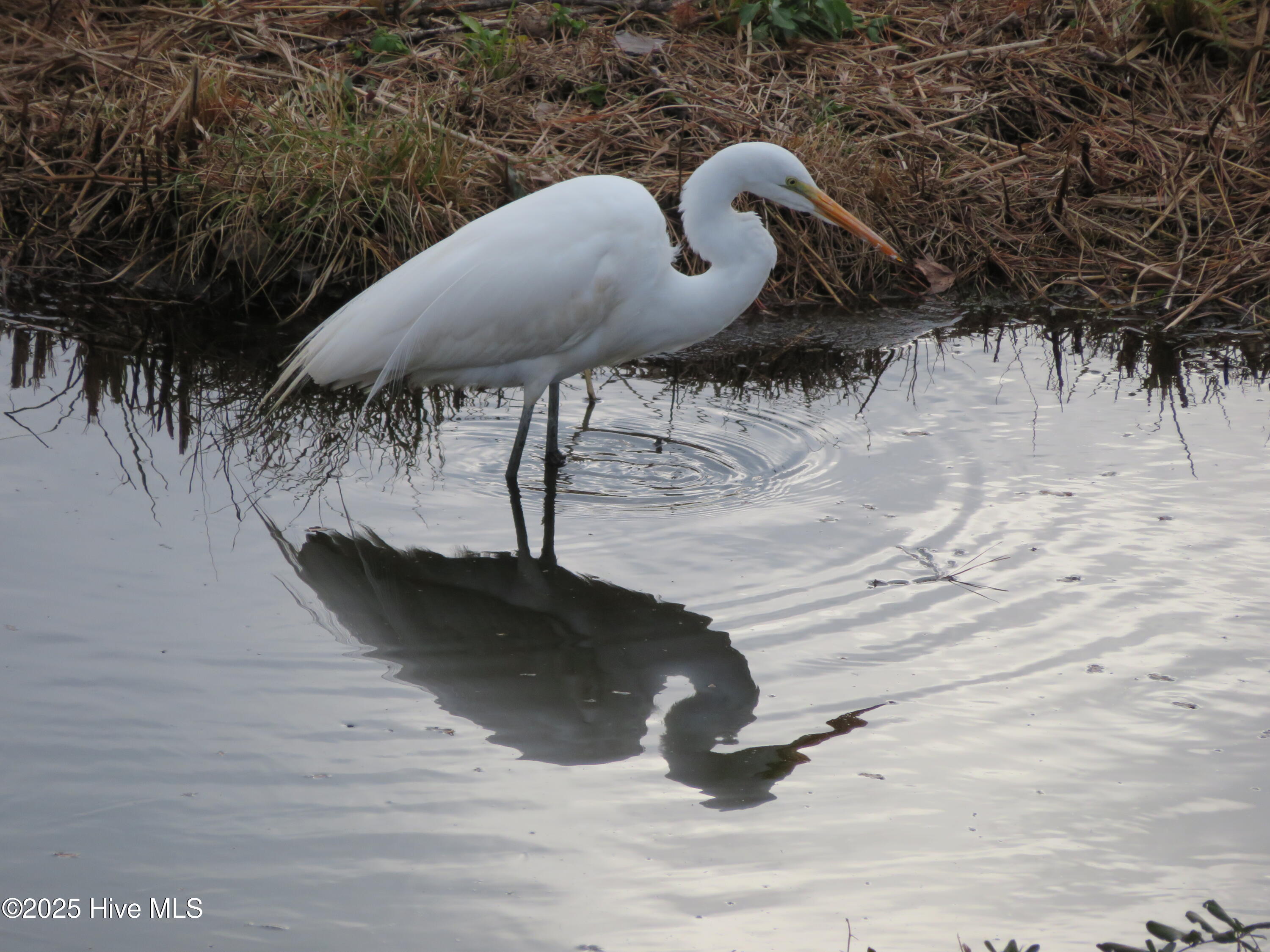 4986 N Hampton Drive SE