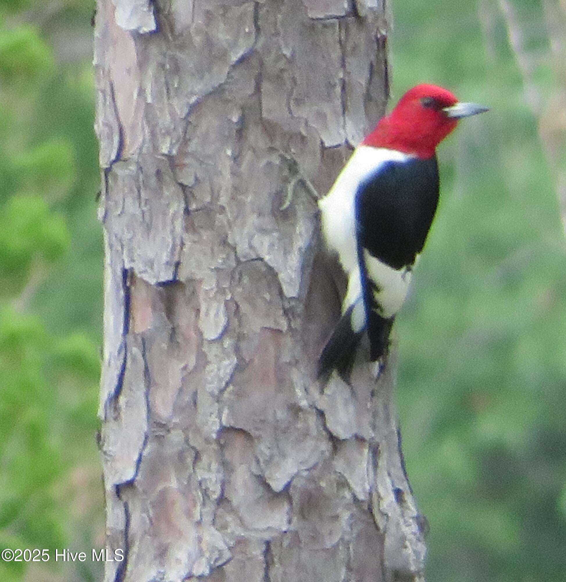 4986 N Hampton Drive SE