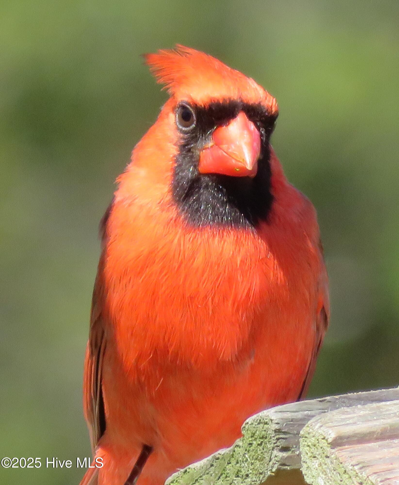 4986 N Hampton Drive SE