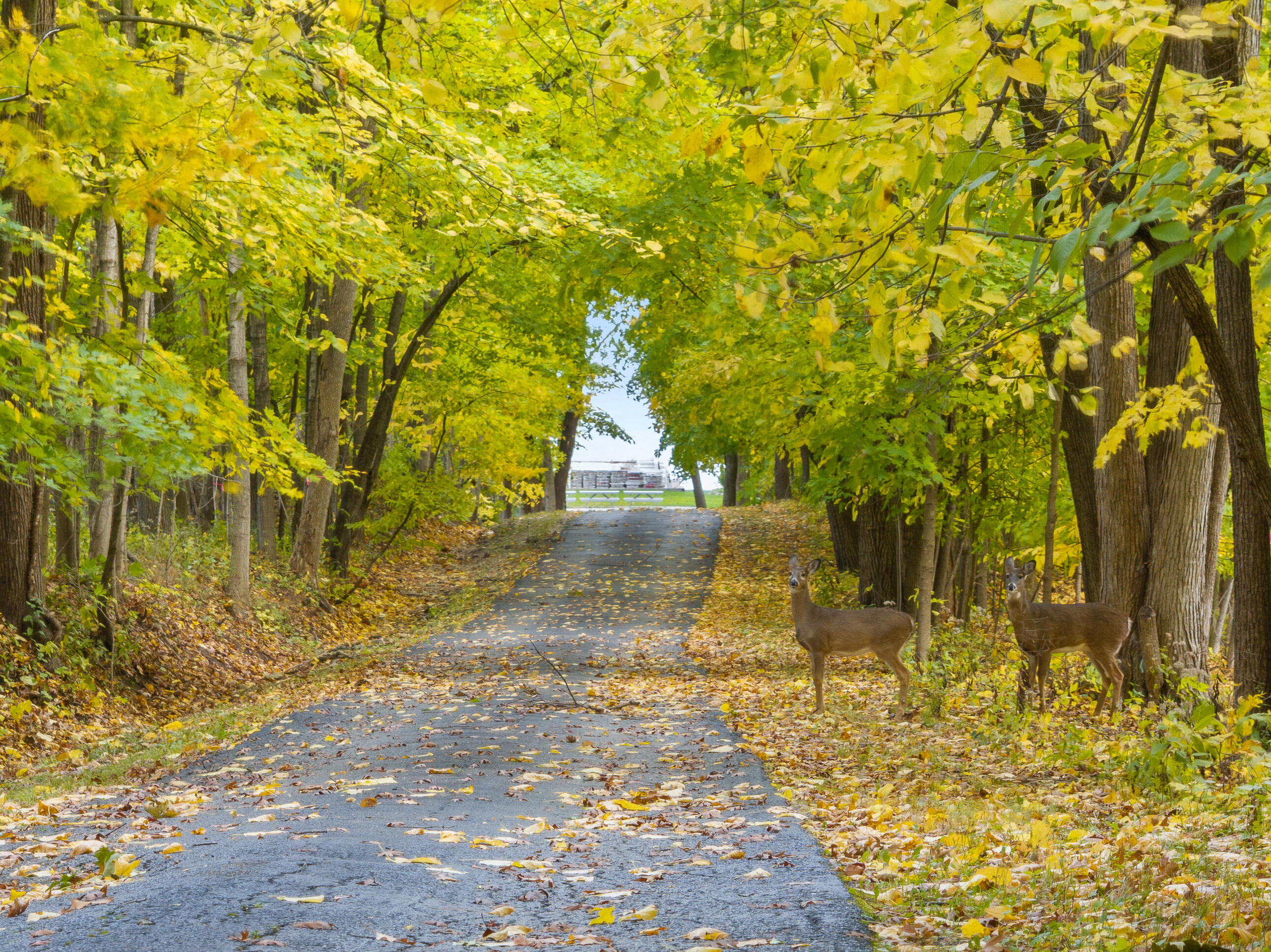 Lot 31 Summit Dr