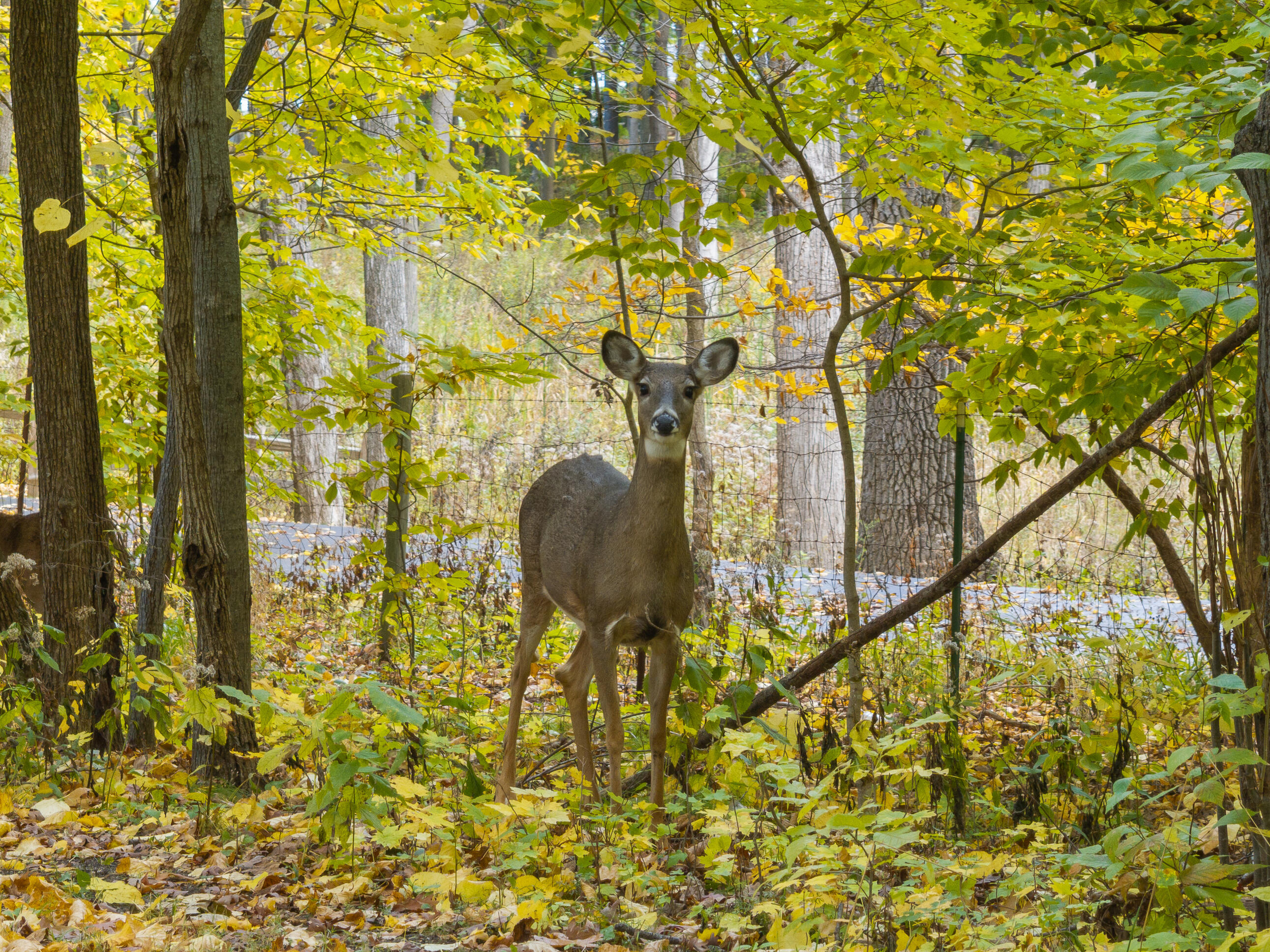 Lot 31 Summit Dr