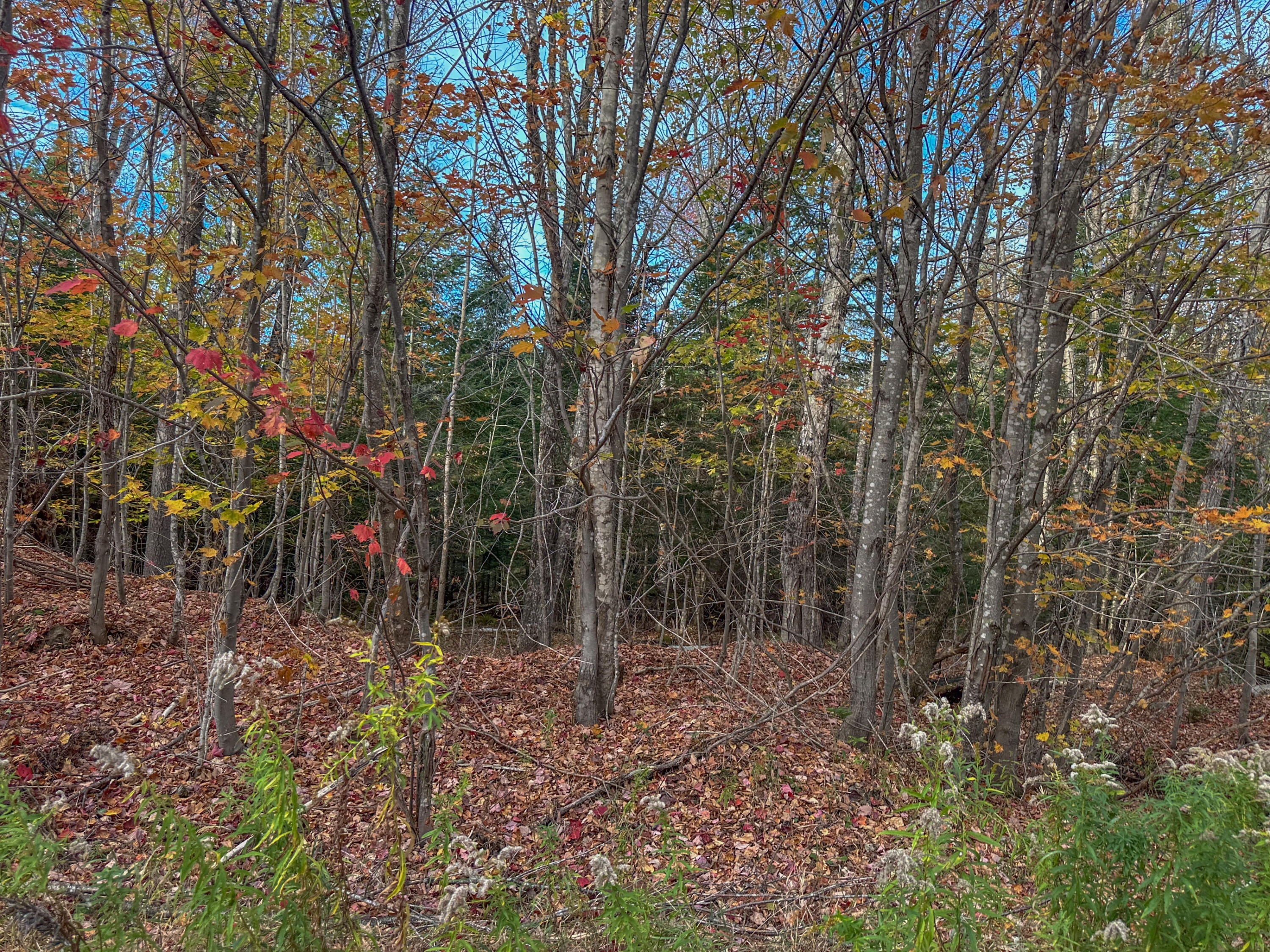 13A-1 ELEPHANT MOUNTAIN