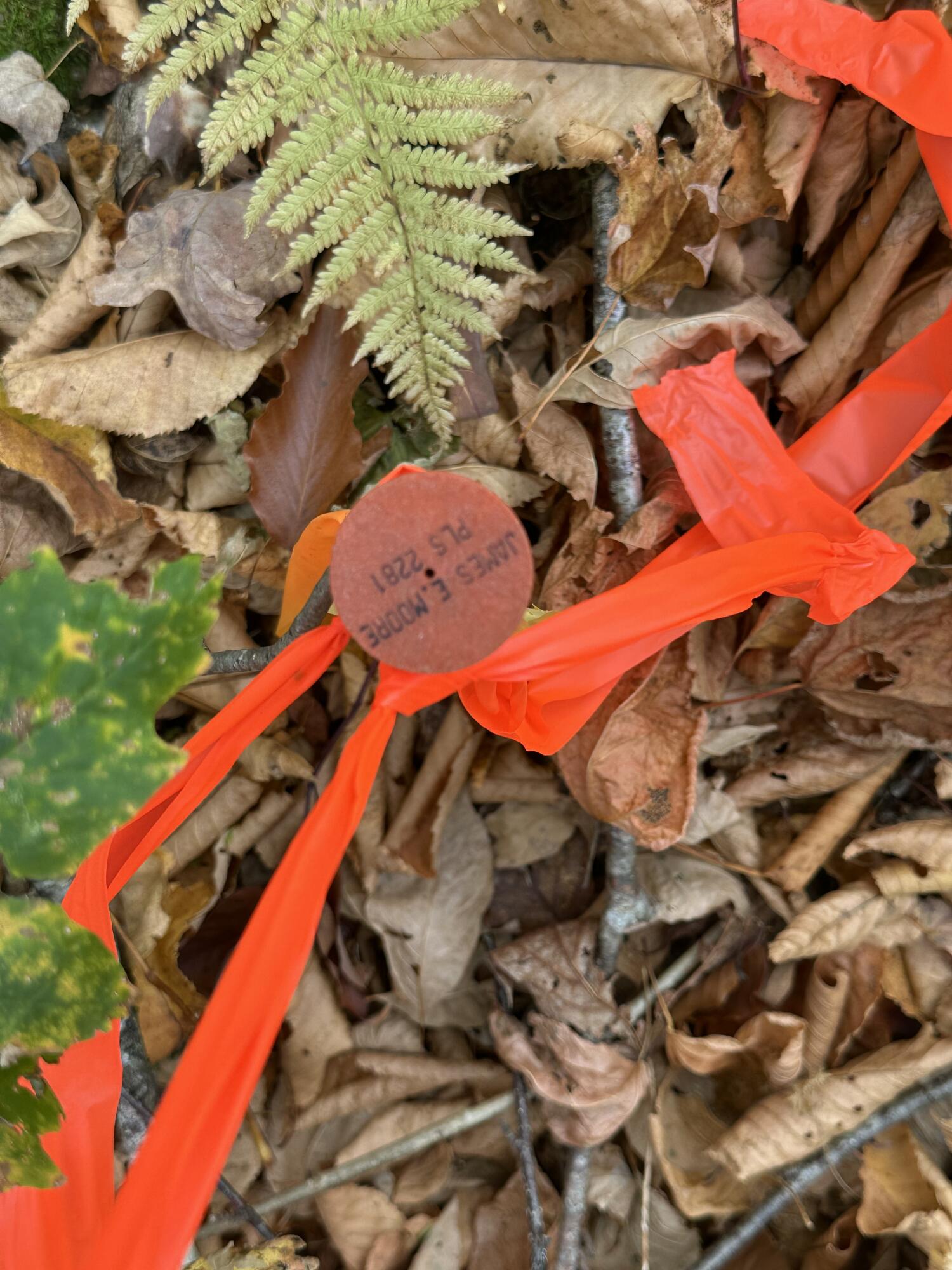 13A-1 ELEPHANT MOUNTAIN