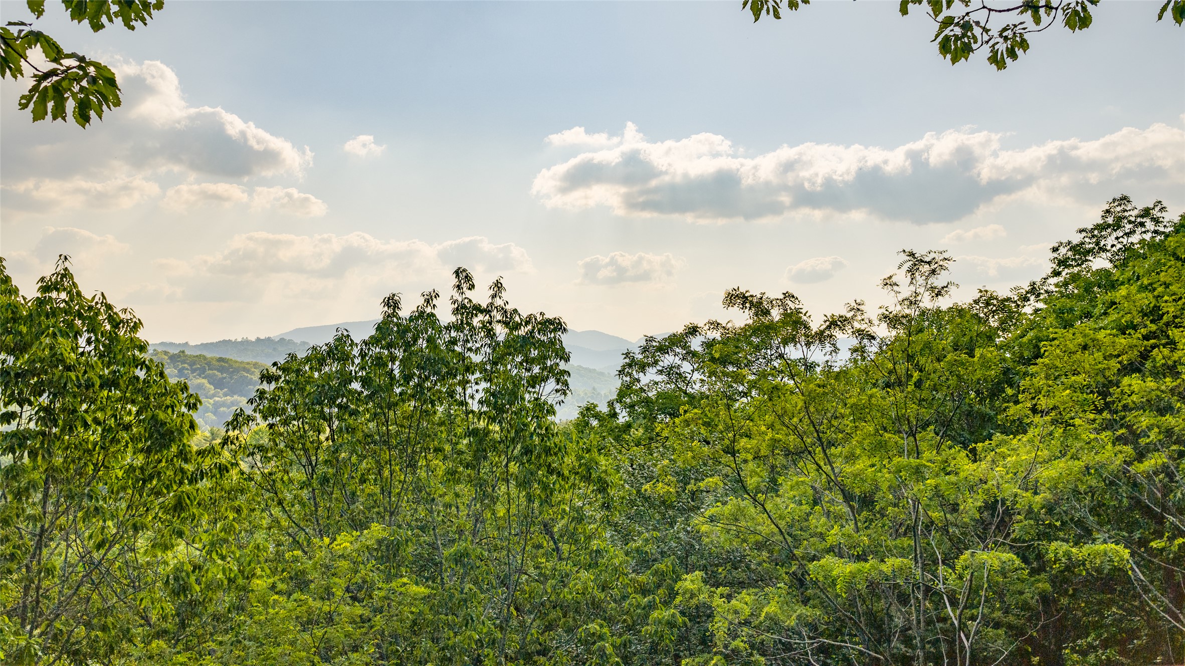 LT Forest Ridge