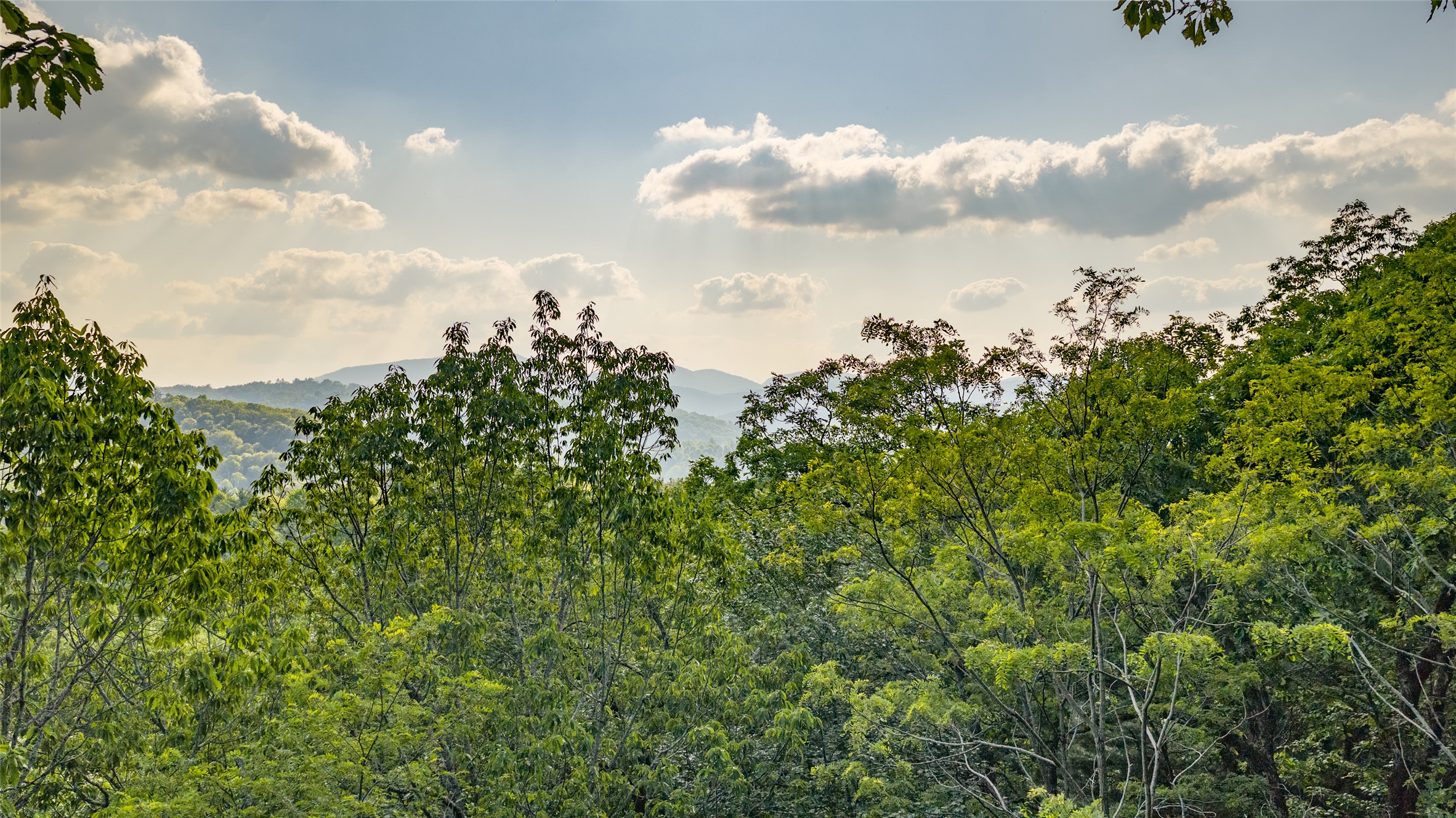 LT Forest Ridge