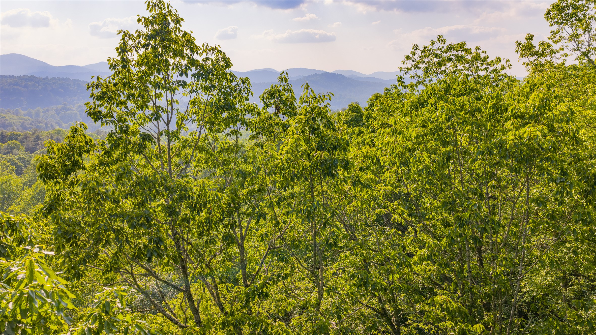 LT Forest Ridge