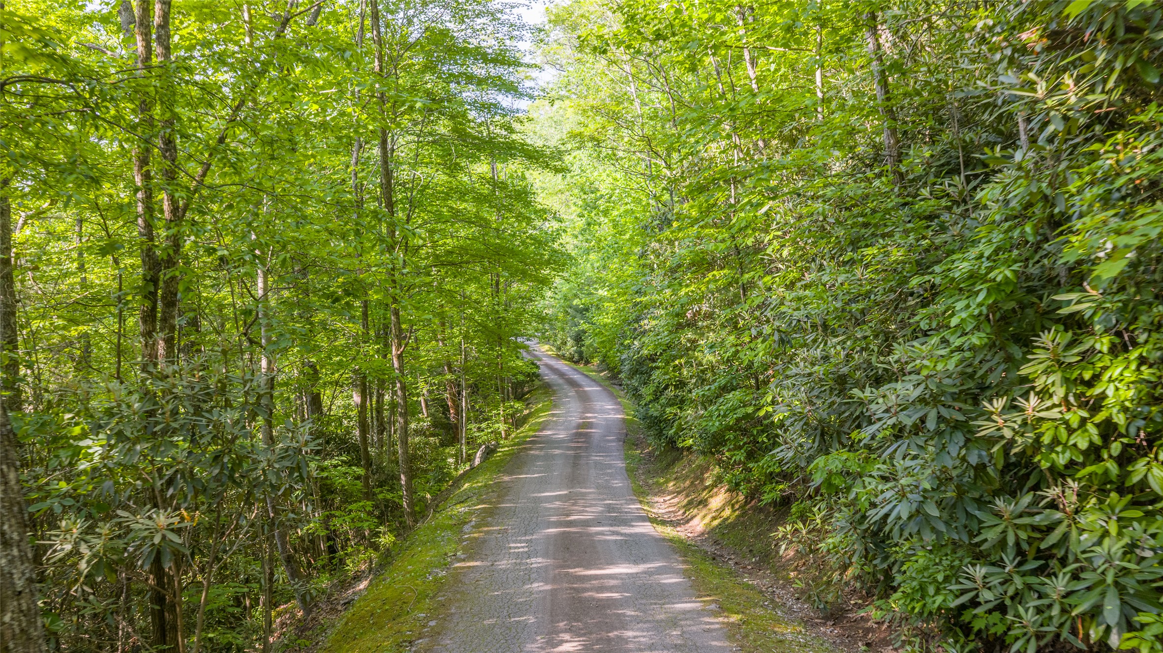 LT Forest Ridge