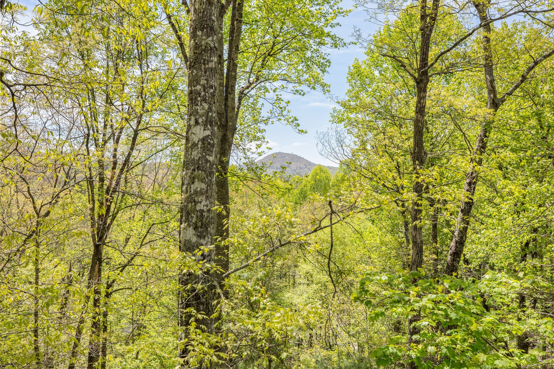 531 Billy Cabin Road