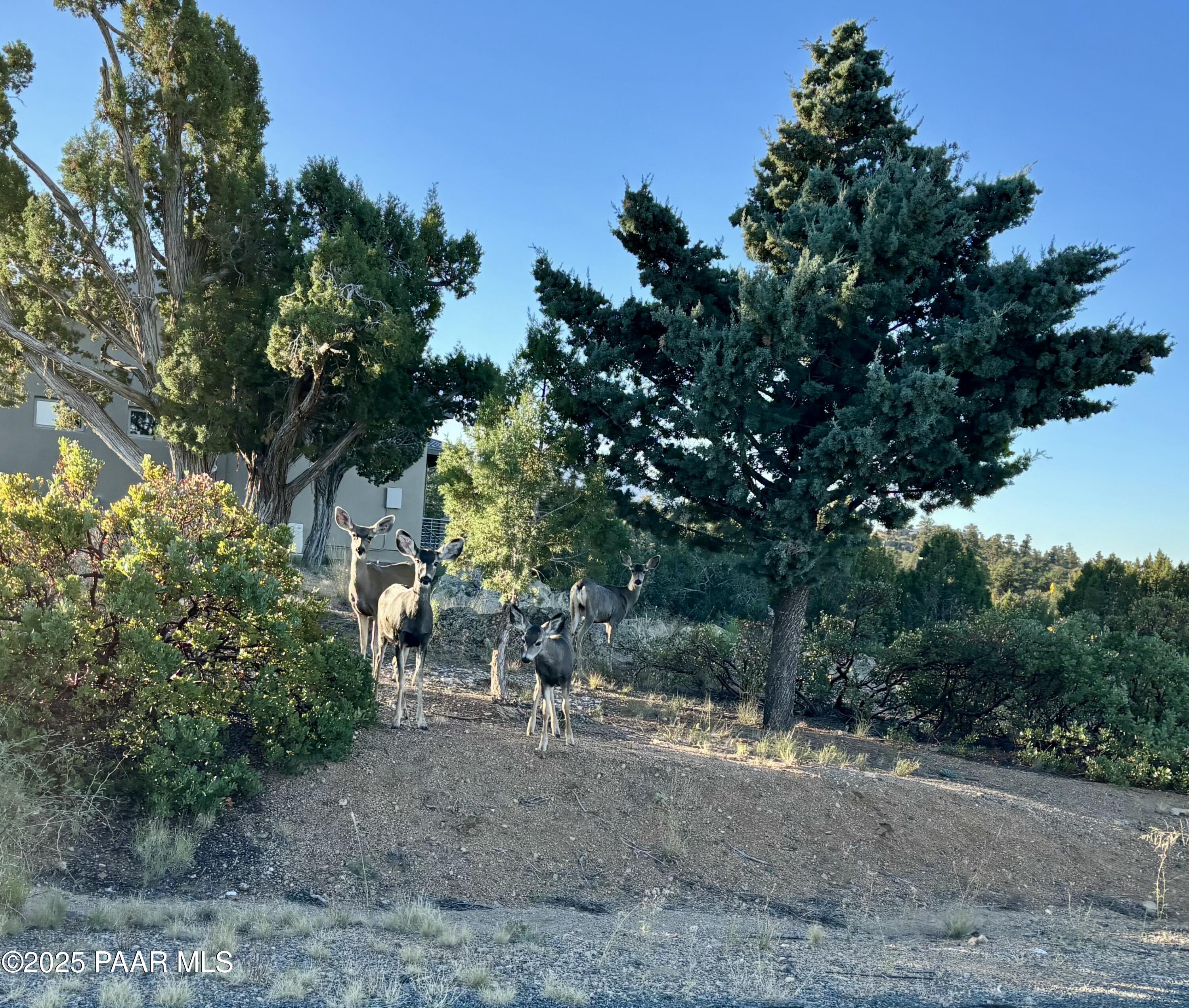 6575 W Leaning Bear Trail