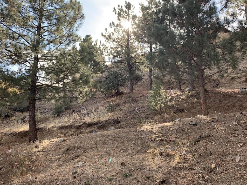 36796 Goldshot Creek Road