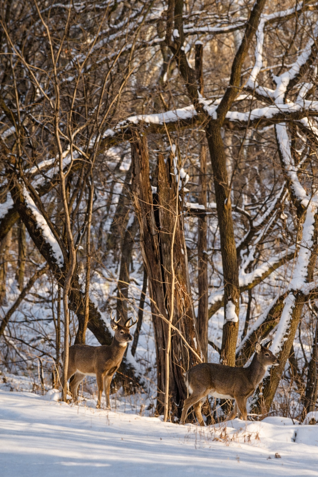 11625 Live Oak Drive