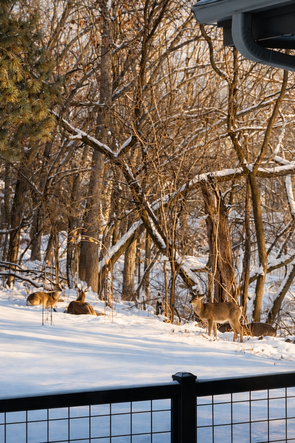 11625 Live Oak Drive