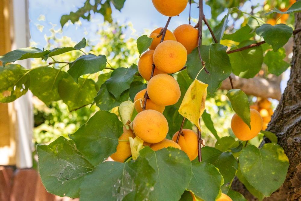 259 Emerald Oak Drive