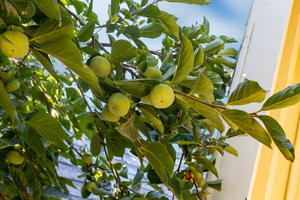 259 Emerald Oak Drive