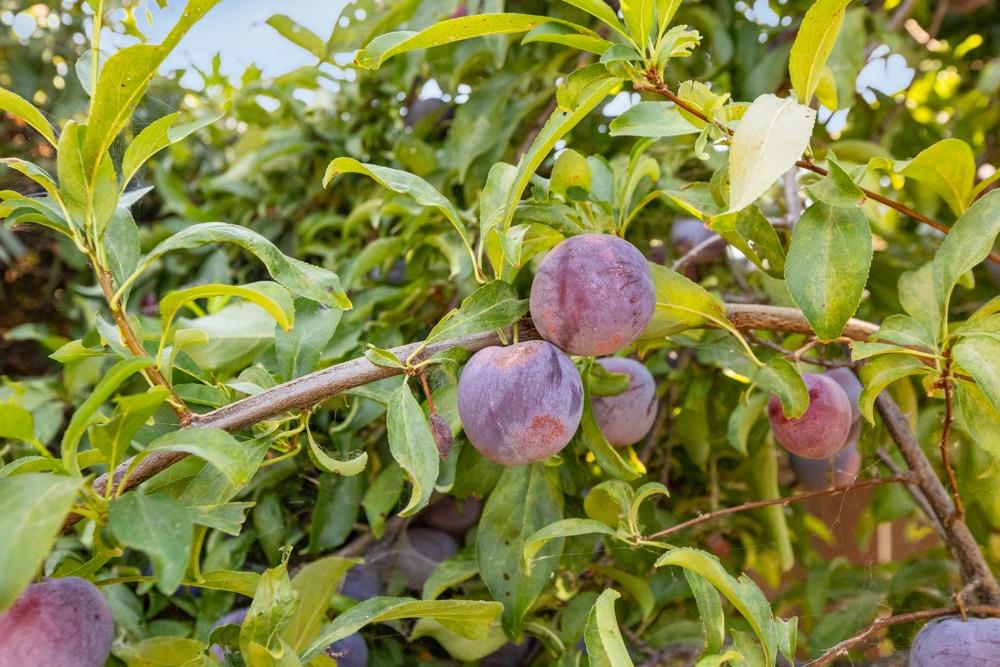 259 Emerald Oak Drive