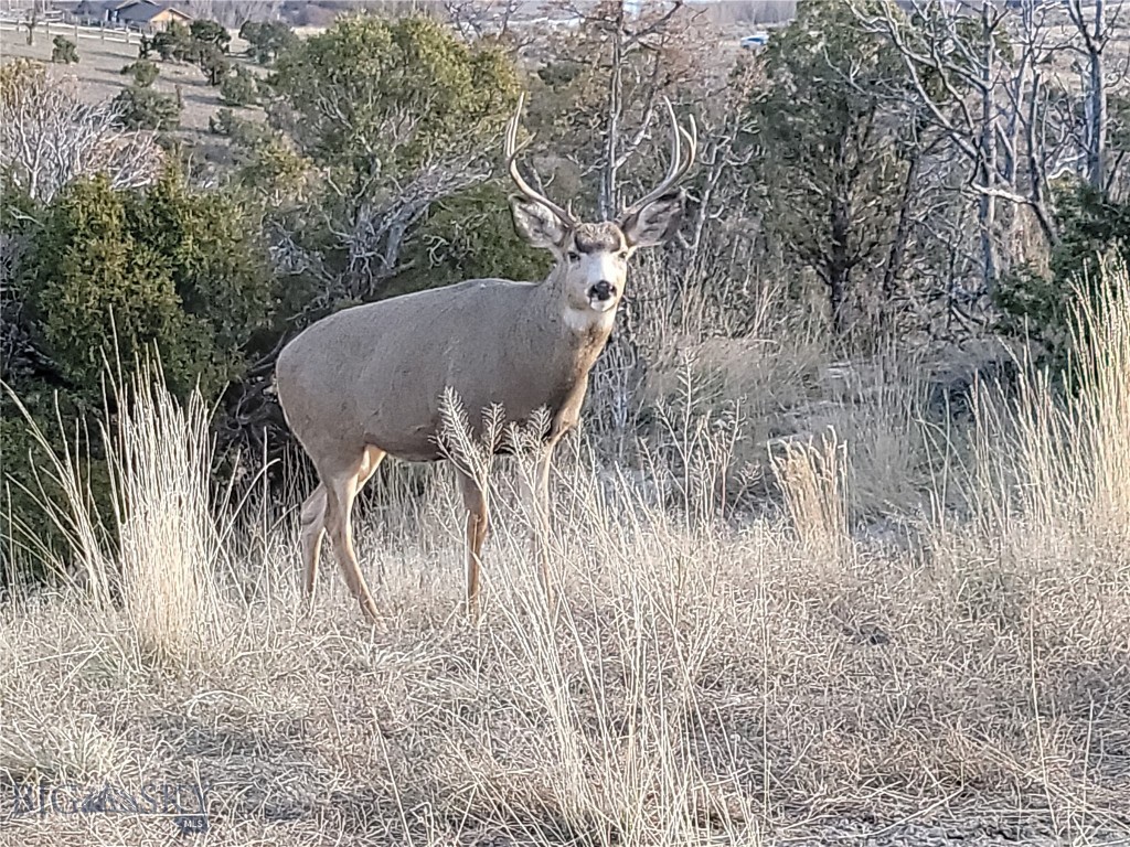 100 Saddle Ridge