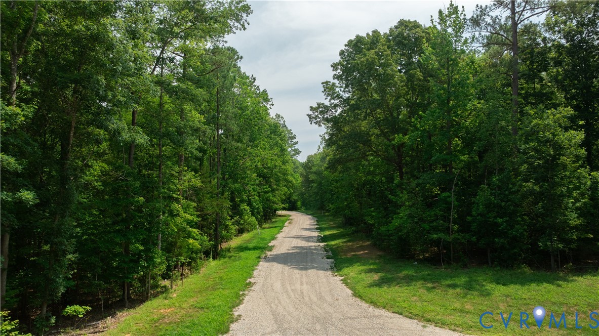 Gravel road winding through dense green woods, with grassy verges.