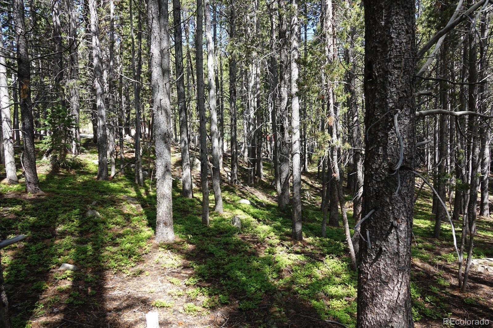 00 Upper Forest Rd