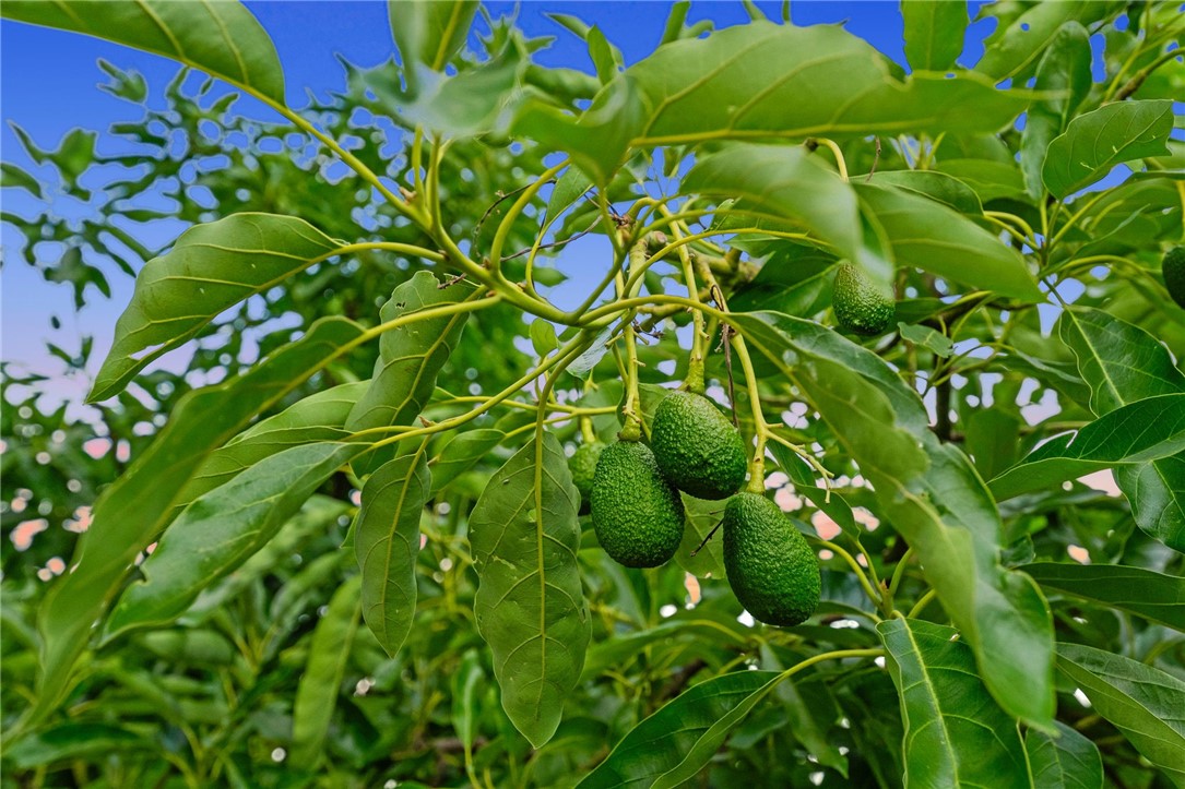 42125 Hacienda Drive