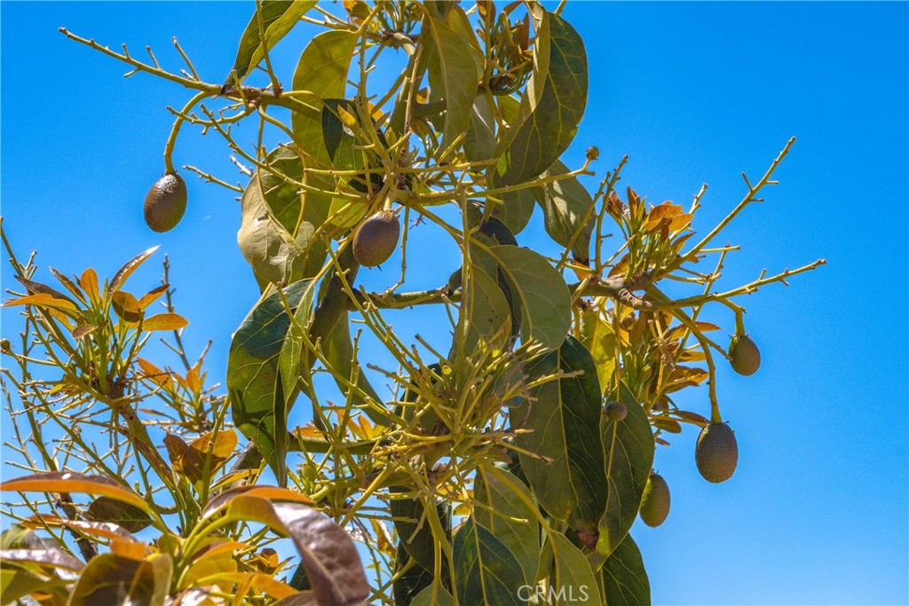 2526 Camaron