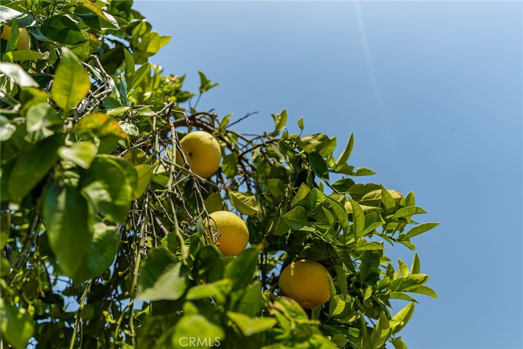 2453 N San Antonio Avenue